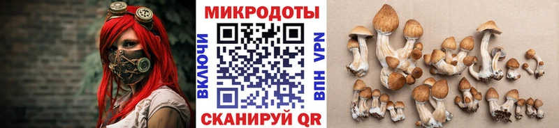 как найти   Петровск  Галлюциногенные грибы Psilocybe 